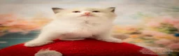 Ragdoll cats for sale: Stunning Ragdoll Kitten Boy LSEA 94% Purity! - Advert 10