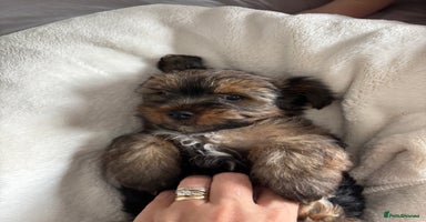 Yorkshire Terrier dogs - Advert 15