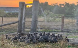Guinea Fowl poultry for sale: Guinea Fowl for sale  - Image 1