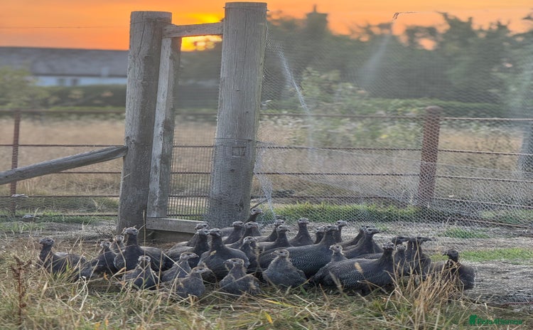Guinea Fowl poultry - Advert 1