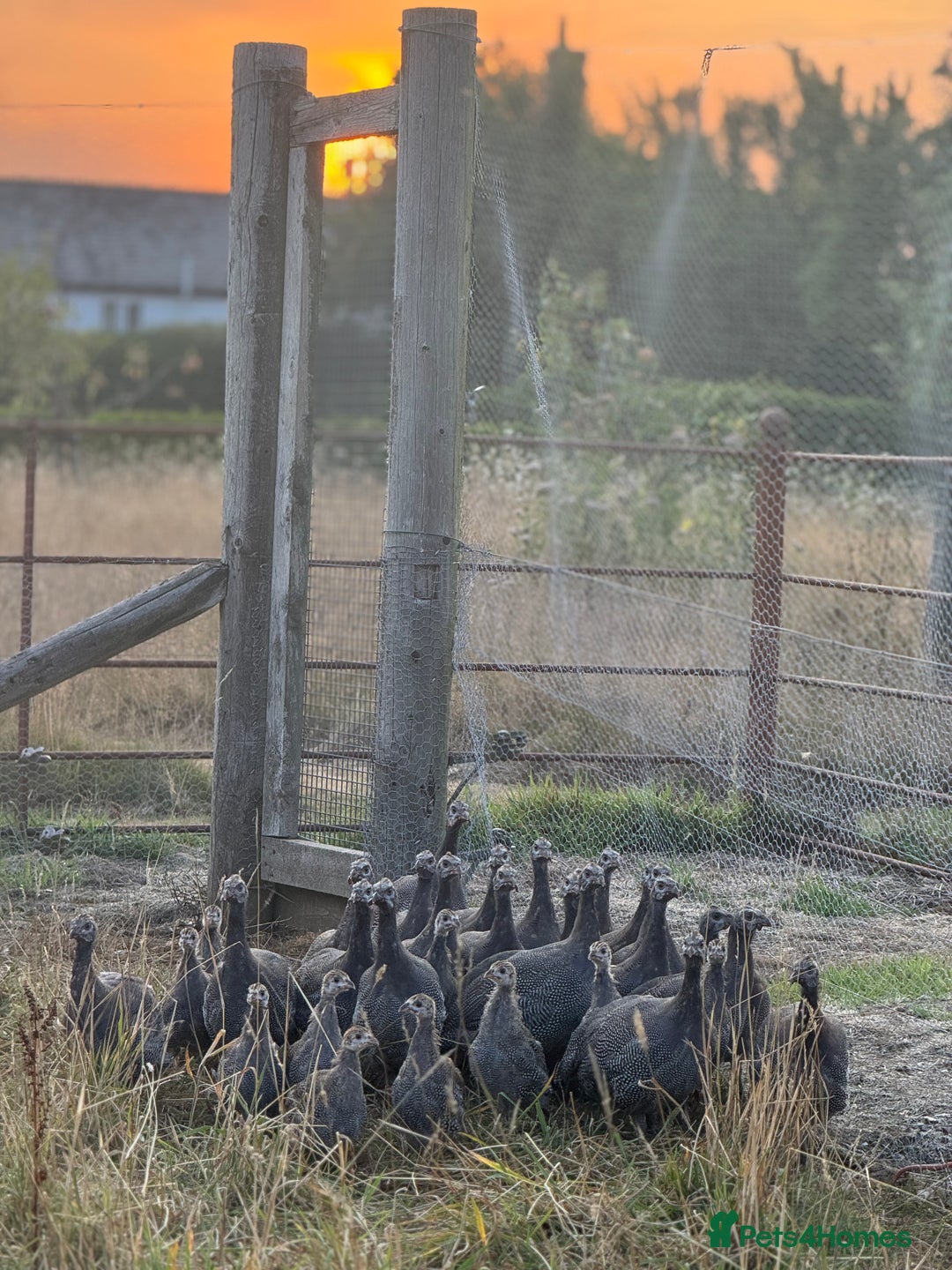 Guinea Fowl poultry for sale: Guinea Fowl for sale  - Image 1