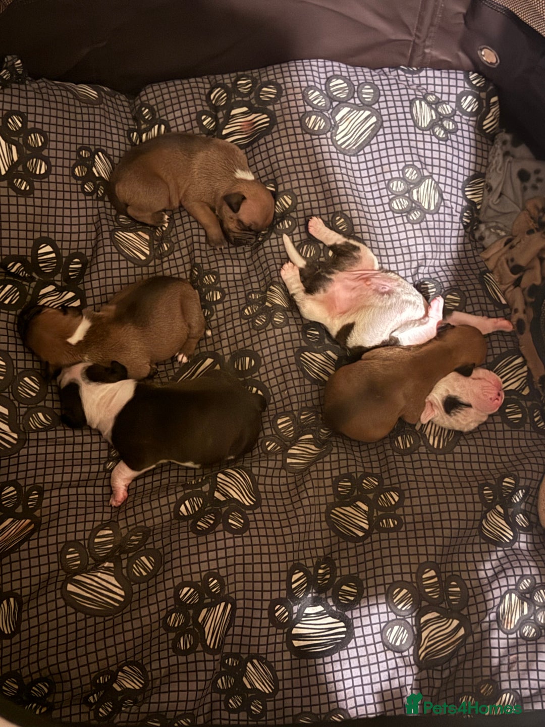 Staffordshire Bull Terrier dogs for sale: Stunning Staffy x Pups - Advert 2