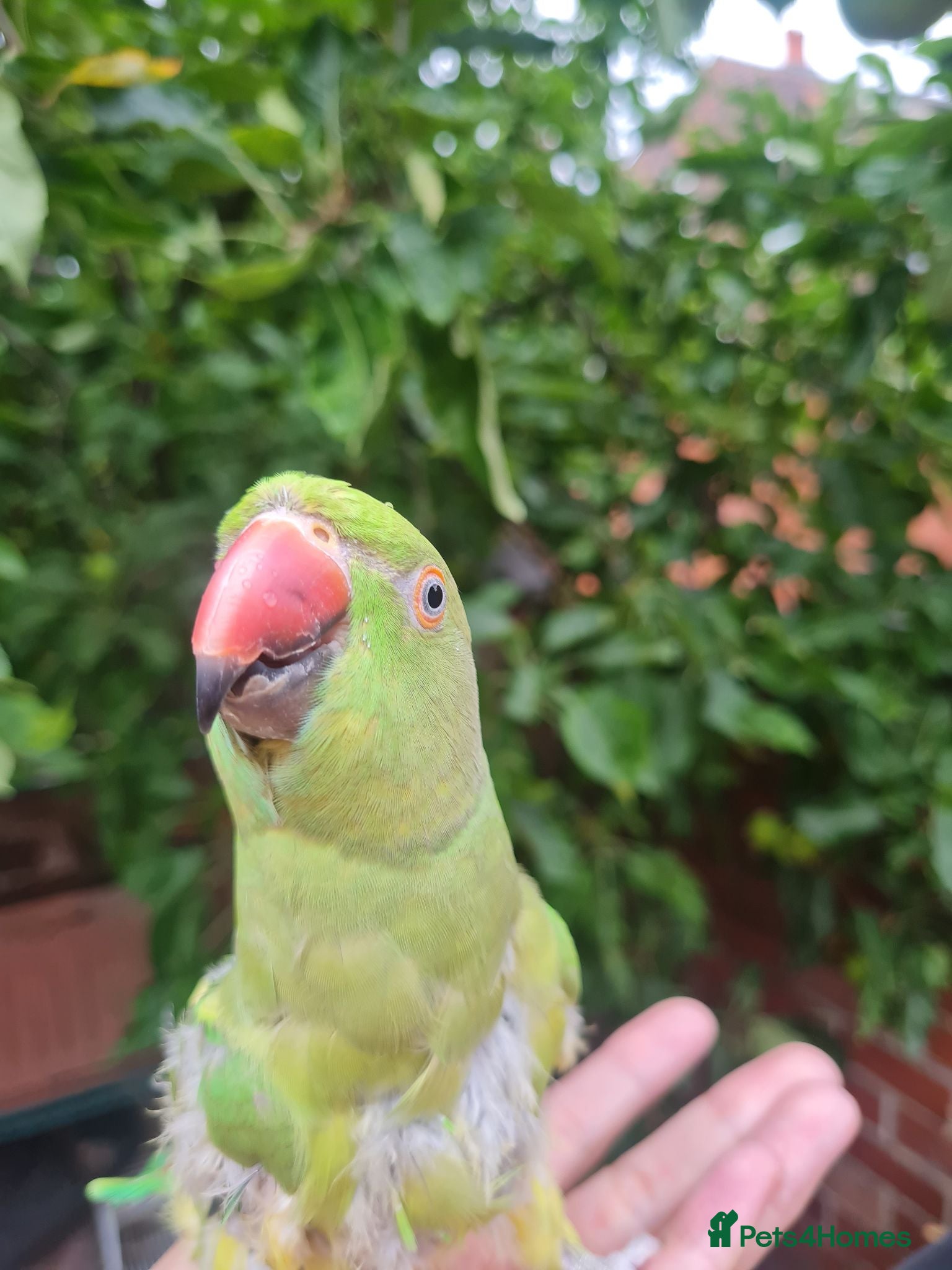 Ringnecks birds Green neck parrot  - Advert 4