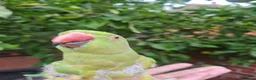 Ringnecks birds for sale: Green neck parrot  in Manchester - Advert 1