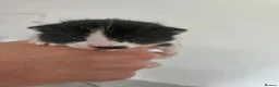Maine Coon cats for sale: Maine coon mix kittens - Advert 9
