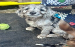 Sproodle dogs for sale: F1 Sproodle Puppies  - Image 11