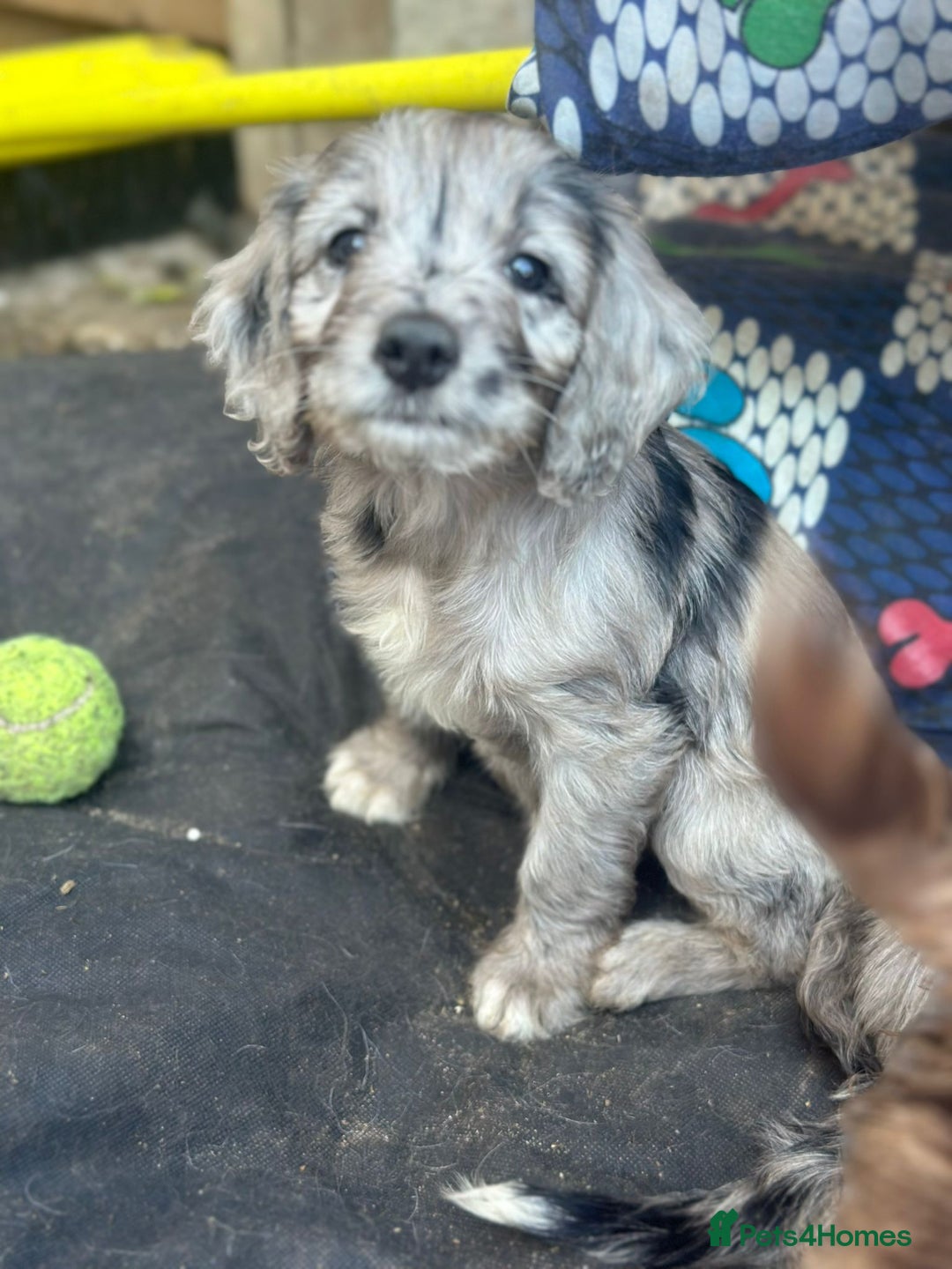 Sproodle dogs for sale: F1 Sproodle Puppies  - Image 11