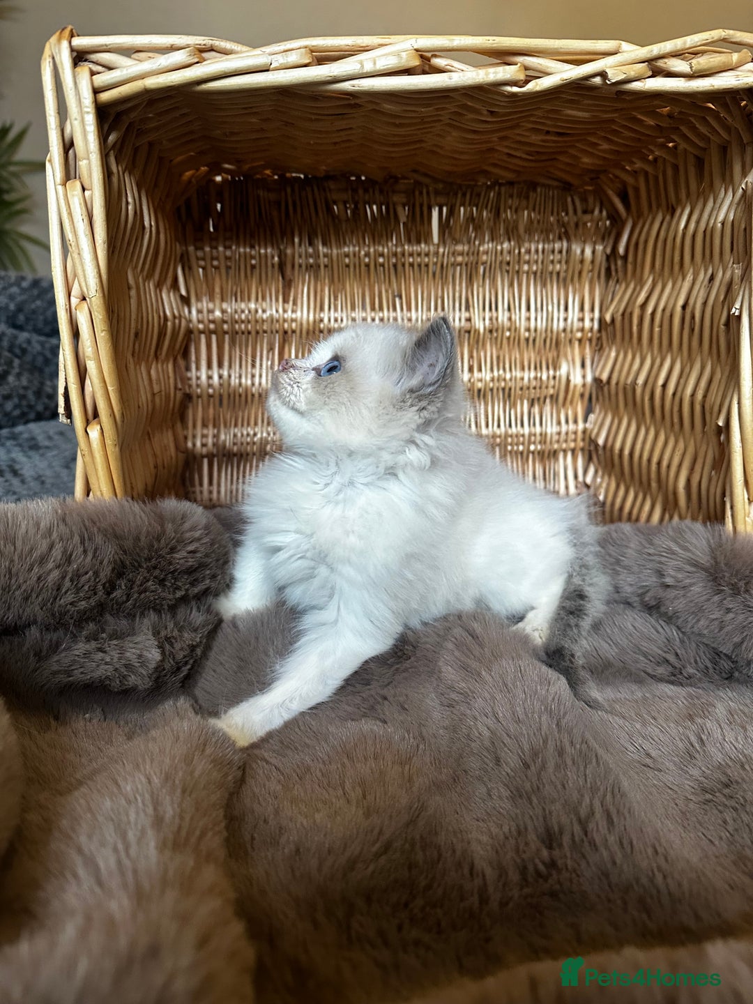 Ragdoll cats for sale: Lovely little Ragdoll bundle of joy  - Image 4