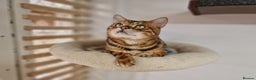 Bengal cats for stud: Bengal cat for stud, Calvin. in Peterborough - Advert 7