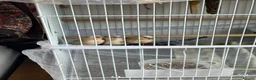 Finches birds for sale: Three fledgling Zebra Finches in London - Advert 2