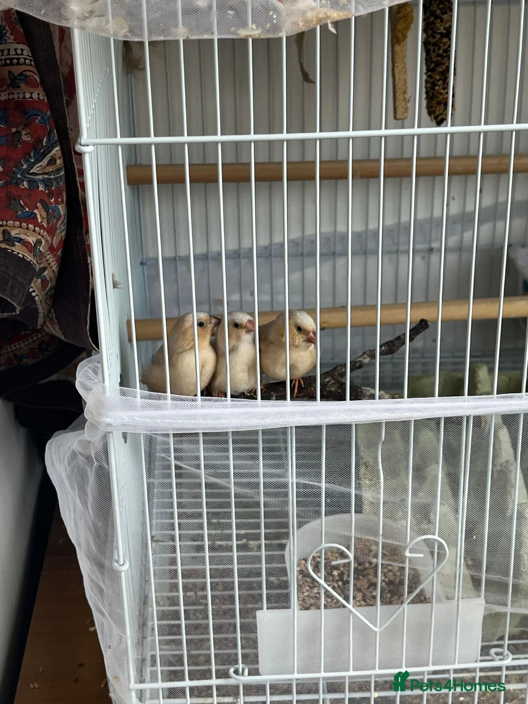 Finches birds for sale: Three fledgling Zebra Finches in London - Advert 2