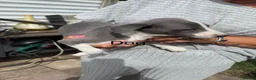 Whippet dogs for sale: Whippet Puppies  in Burntwood - Advert 5