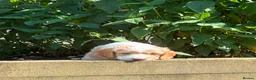Sproodle dogs for sale: Sproodle f1b  - Advert 12