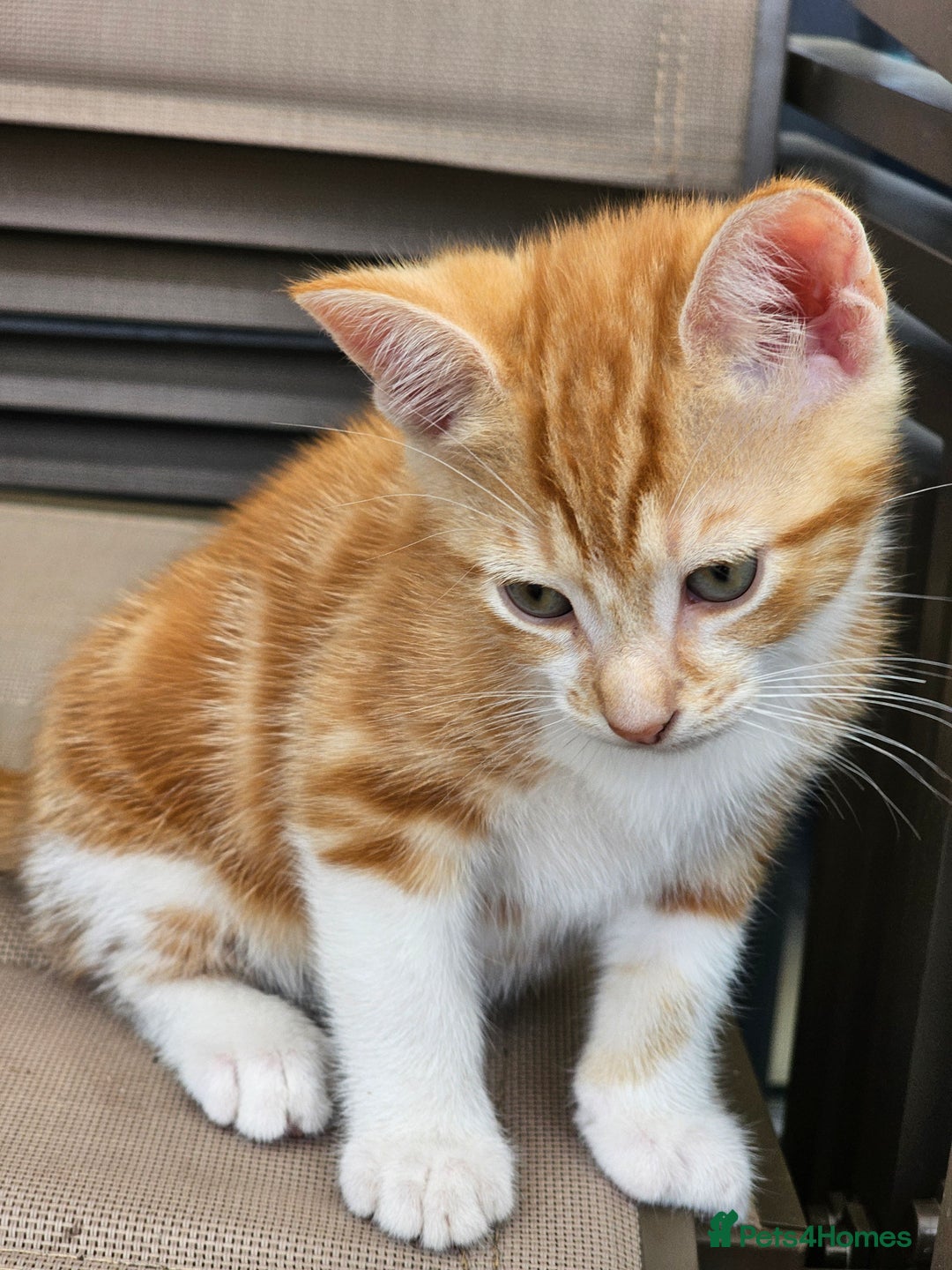 Bengal cats for sale: 5 kittens - 4 ginger and 1 galaxy - Image 7