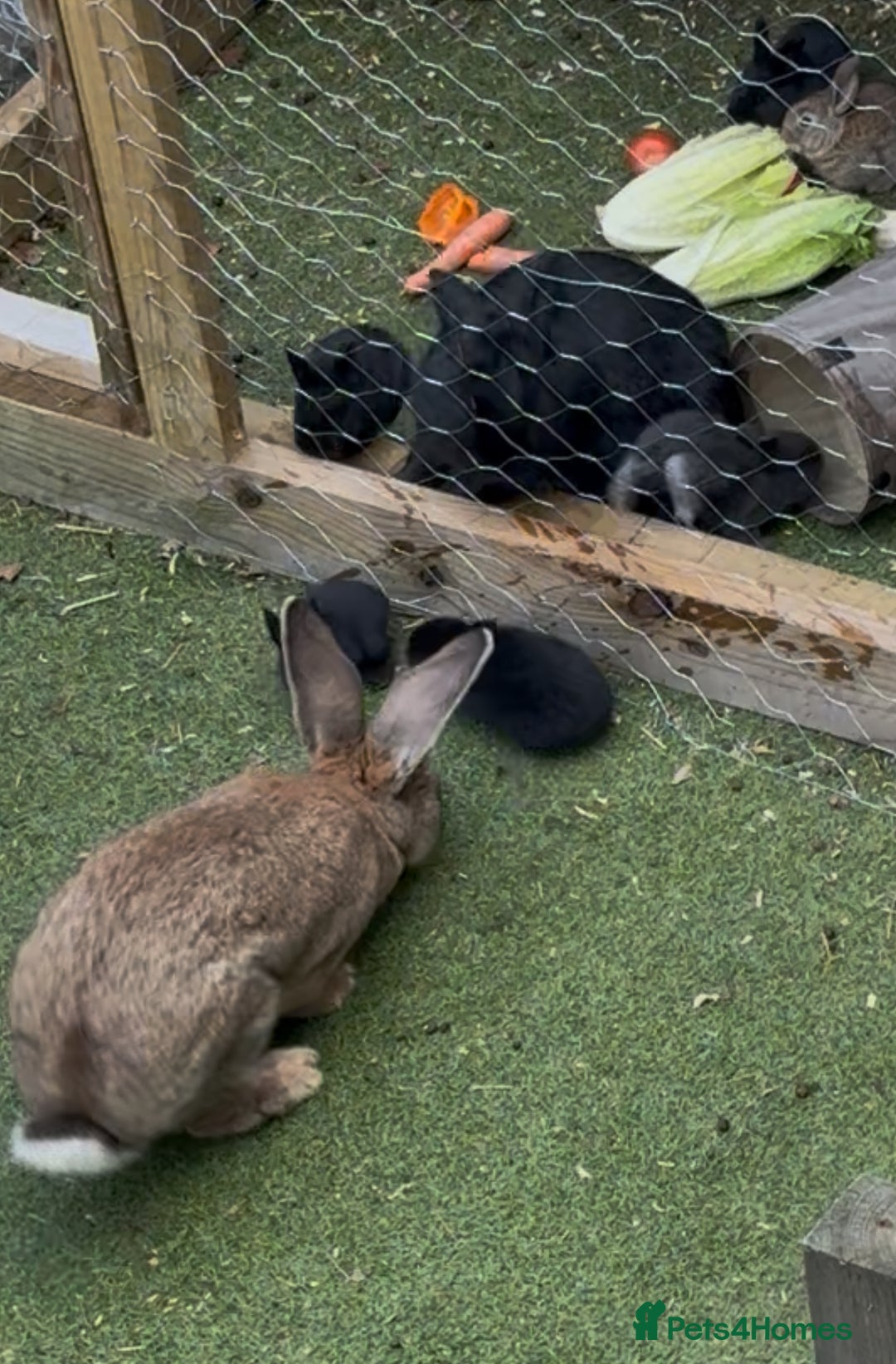 Mixed Breed rabbits for sale: Continental giant X  - Advert 7