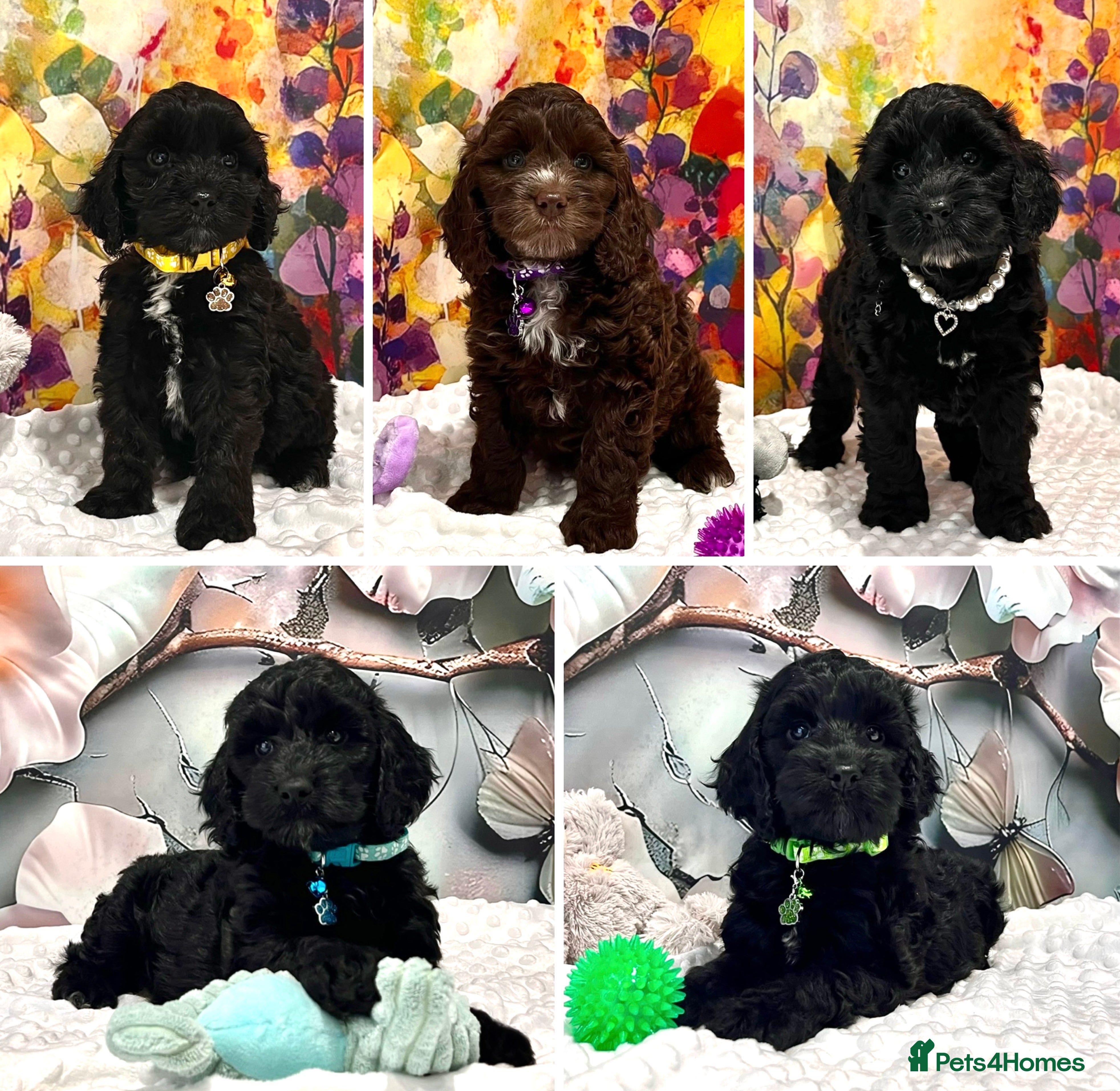 Cockapoo dogs 🏆CHAMPION LINES🌟 SHOWTYPE Miniature F1 Cockapoos - Advert 1