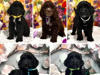 Cockapoo dogs 🏆CHAMPION LINES🌟 SHOWTYPE Miniature F1 Cockapoos - Advert 1