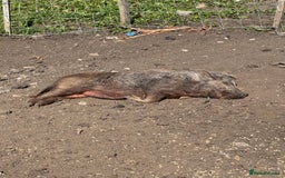 Pig livestock for sale: Mini pigs  - Image 7