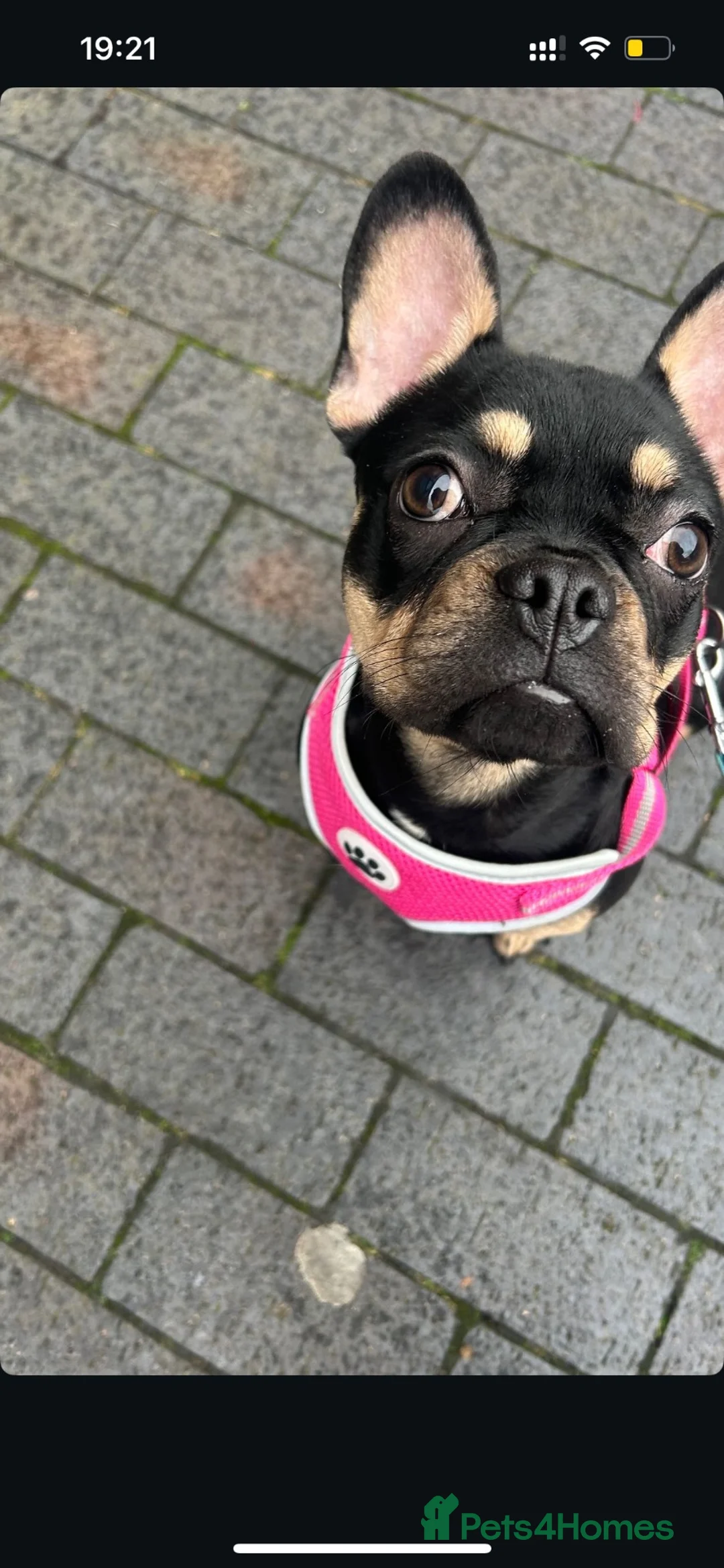 French Bulldog dogs for sale: 🐾 Beautiful French Bulldog Girl in Birmingham - Advert 2