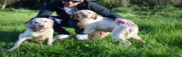 English Setter dogs for adoption: Tao   in Alfreton - Advert 2