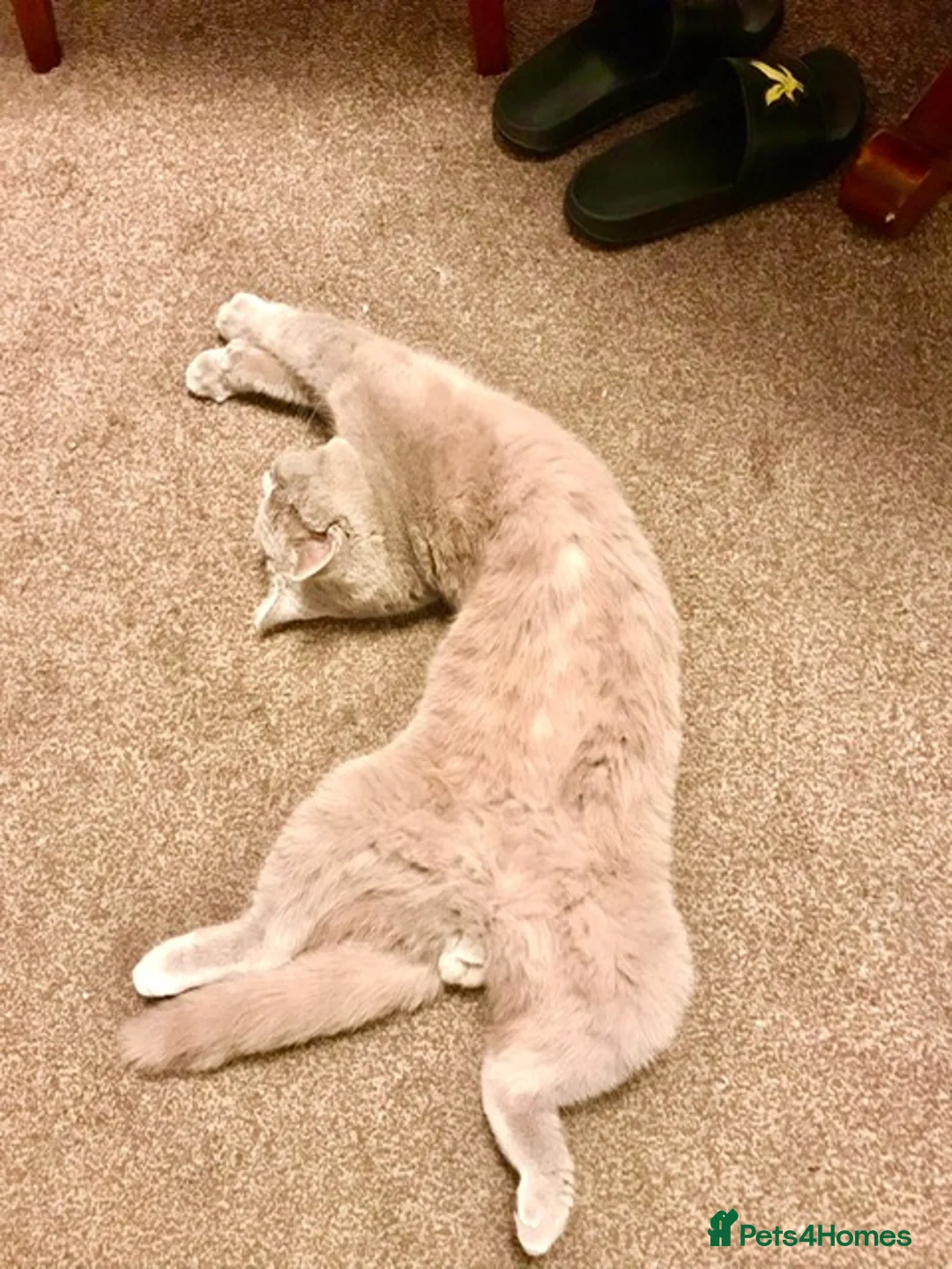 Scottish Fold cats for stud: Scottish Fold (Straight) male for stud in Boston - Advert 4