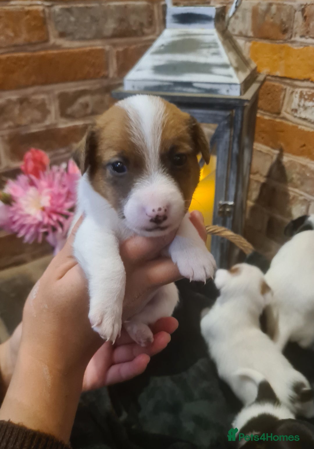 Jack Russell dogs for sale: Lovely Jack russell puppies. - Image 18