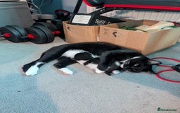 Domestic Shorthair cats for sale: Cute little black and white kitten - Advert 1
