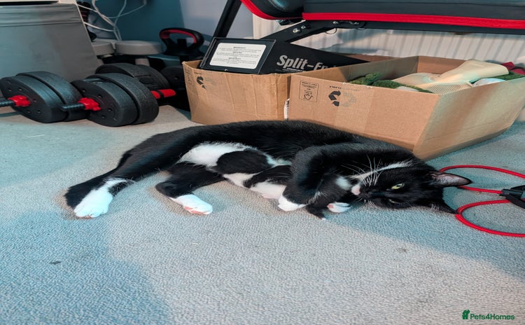 Domestic Shorthair cats Cute little black and white kitten - Advert 12