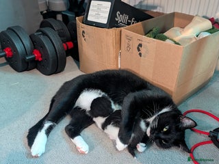 Domestic Shorthair cats for sale: Cute little black and white kitten - Advert 1