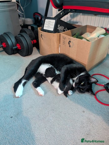 Domestic Shorthair cats Cute little black and white kitten - Advert 2