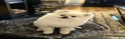 Pomeranian dogs for sale: Gorgeous Teddy Bear boy  - Advert 6