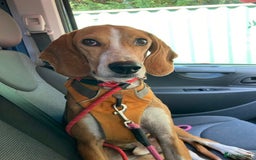 Mixed Breed dogs for adoption: Sweet Kody is ready for his forever sofa - Image 2