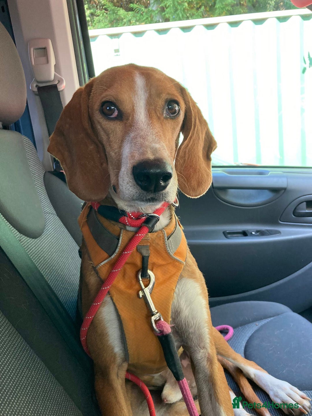 Mixed Breed dogs for adoption: Sweet Kody is ready for his forever sofa - Image 2