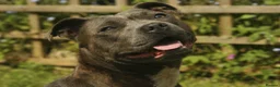 Staffordshire Bull Terrier dogs for sale: Blue Staffordshire Bull Terrier Puppies - Advert 4