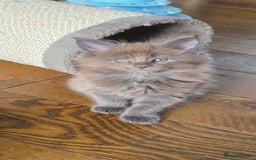 Maine Coon cats for sale: Maine coon pedigree kittens  - Image 12