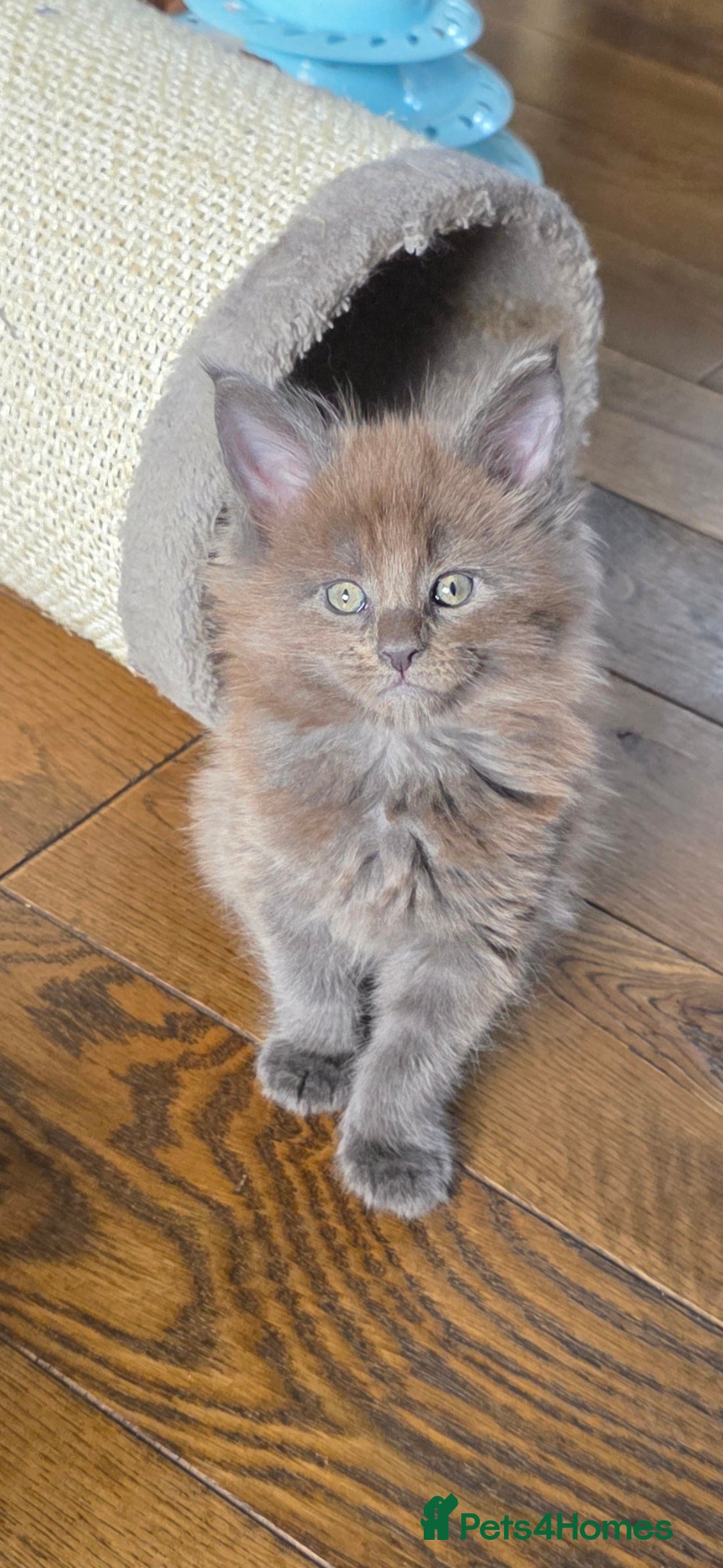 Maine Coon cats for sale: Maine coon pedigree kittens  - Image 12