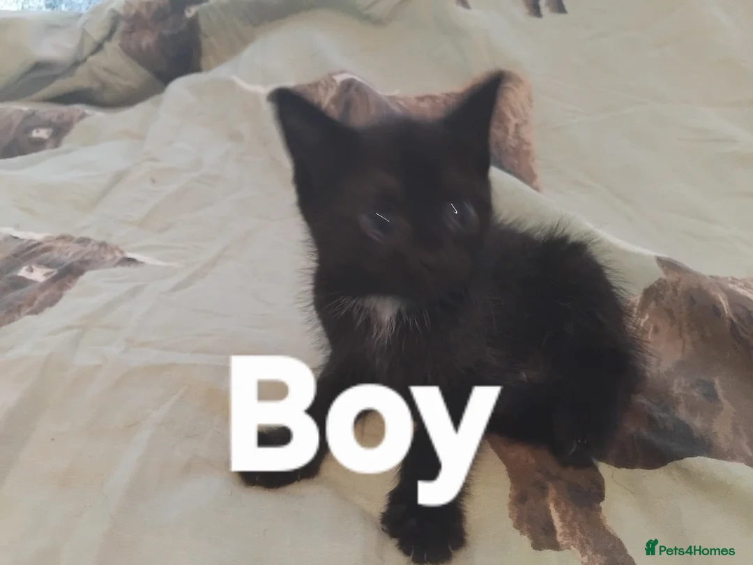 British Shorthair cats for sale: Kittens now ready  in Telford - Advert 7