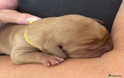 Labrador Retriever dogs for sale: Family/Working bred KC Labradors - Image 5