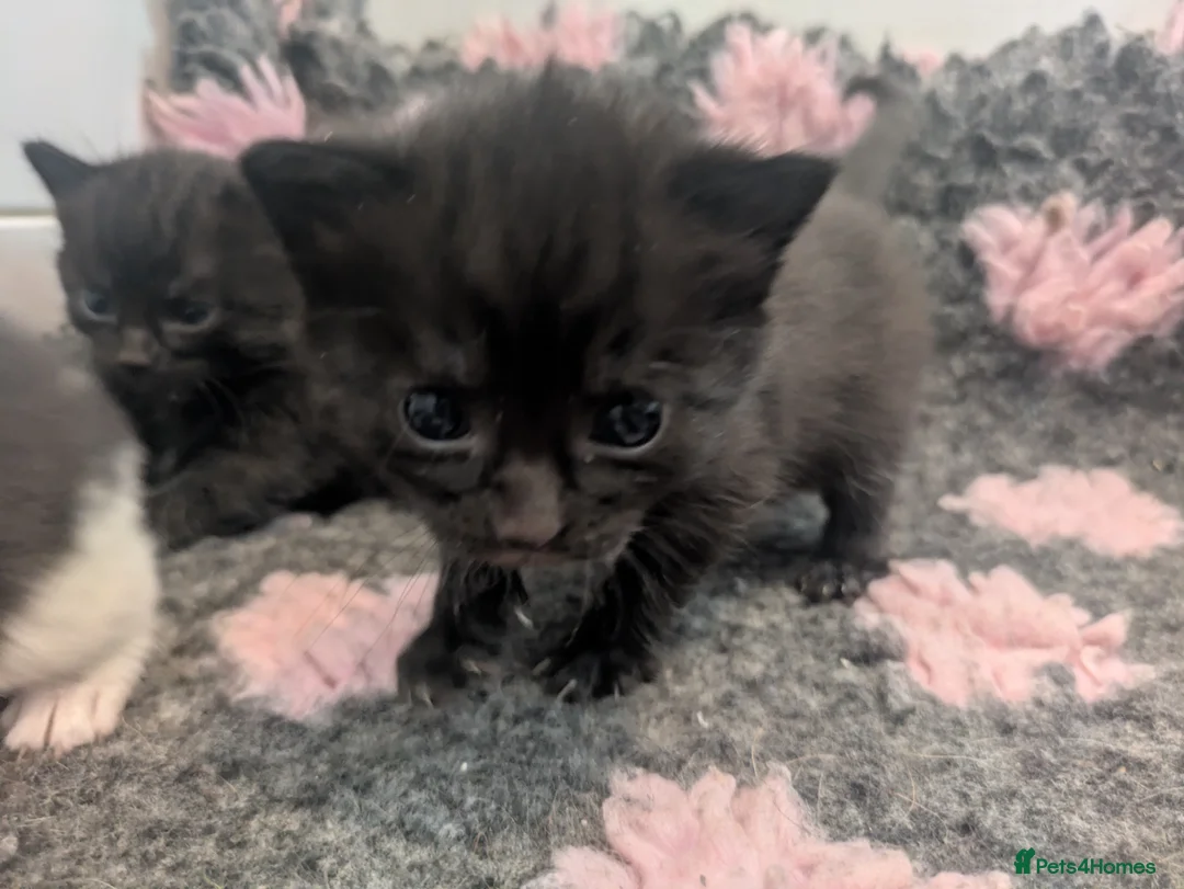 Russian Blue cats for sale: Beautiful Russian Blue cross Kittens - Advert 6