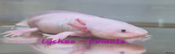 Axolotl reptiles for sale: Female Leucistic Axolotl in Coventry - Advert 4