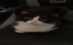 Mixed Breed cats for sale: Cats looking for a new home - not £50  - Image 1