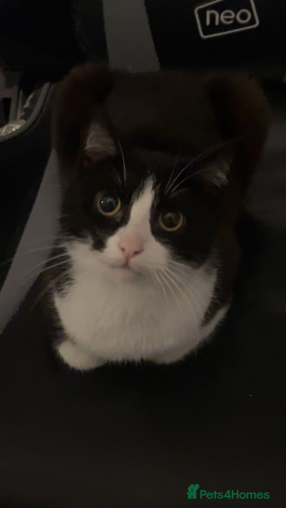Mixed Breed cats for sale: Cats looking for a new home - not £50  - Image 1