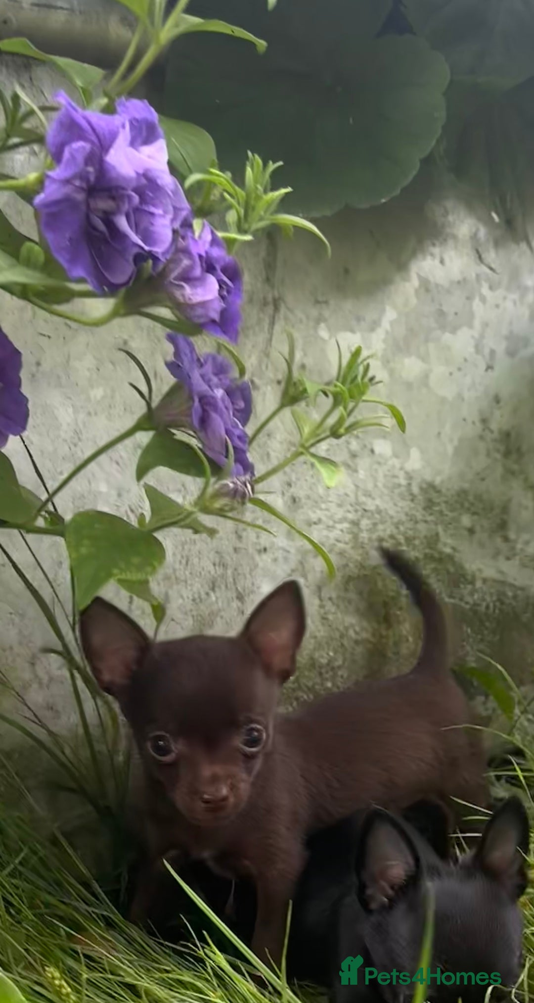 Chorkie dogs for sale: Chorkie puppies for forever homes  - Image 15