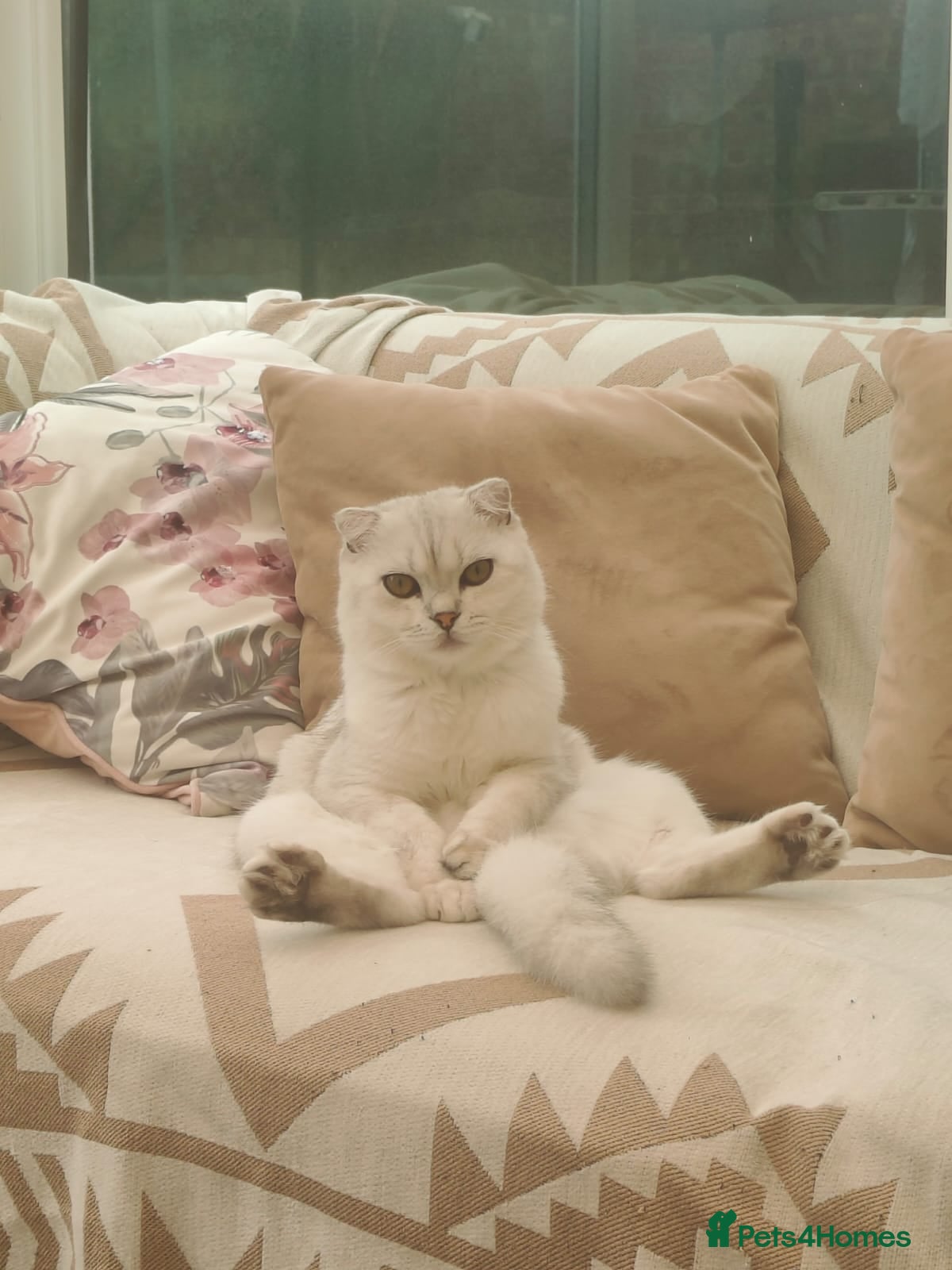 Scottish Fold cats Stunning Scottish Fold For Stud looking for Queens - Advert 7