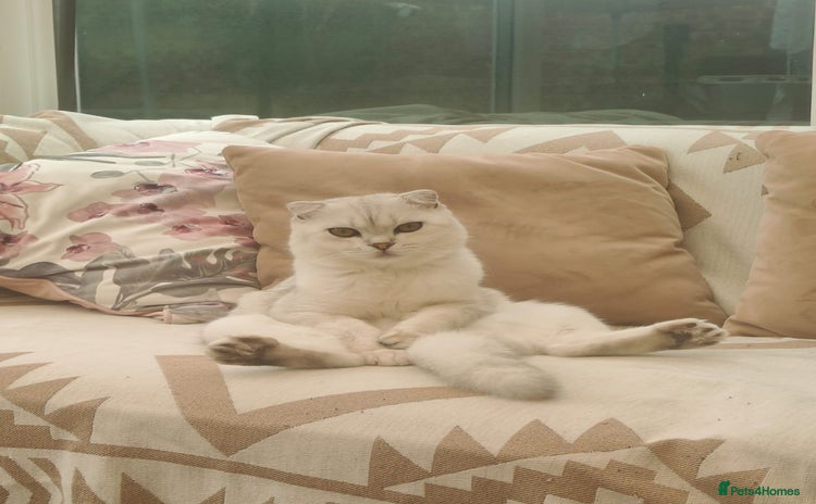 Scottish Fold cats - Advert 8