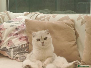 Scottish Fold cats for stud - Advert 1