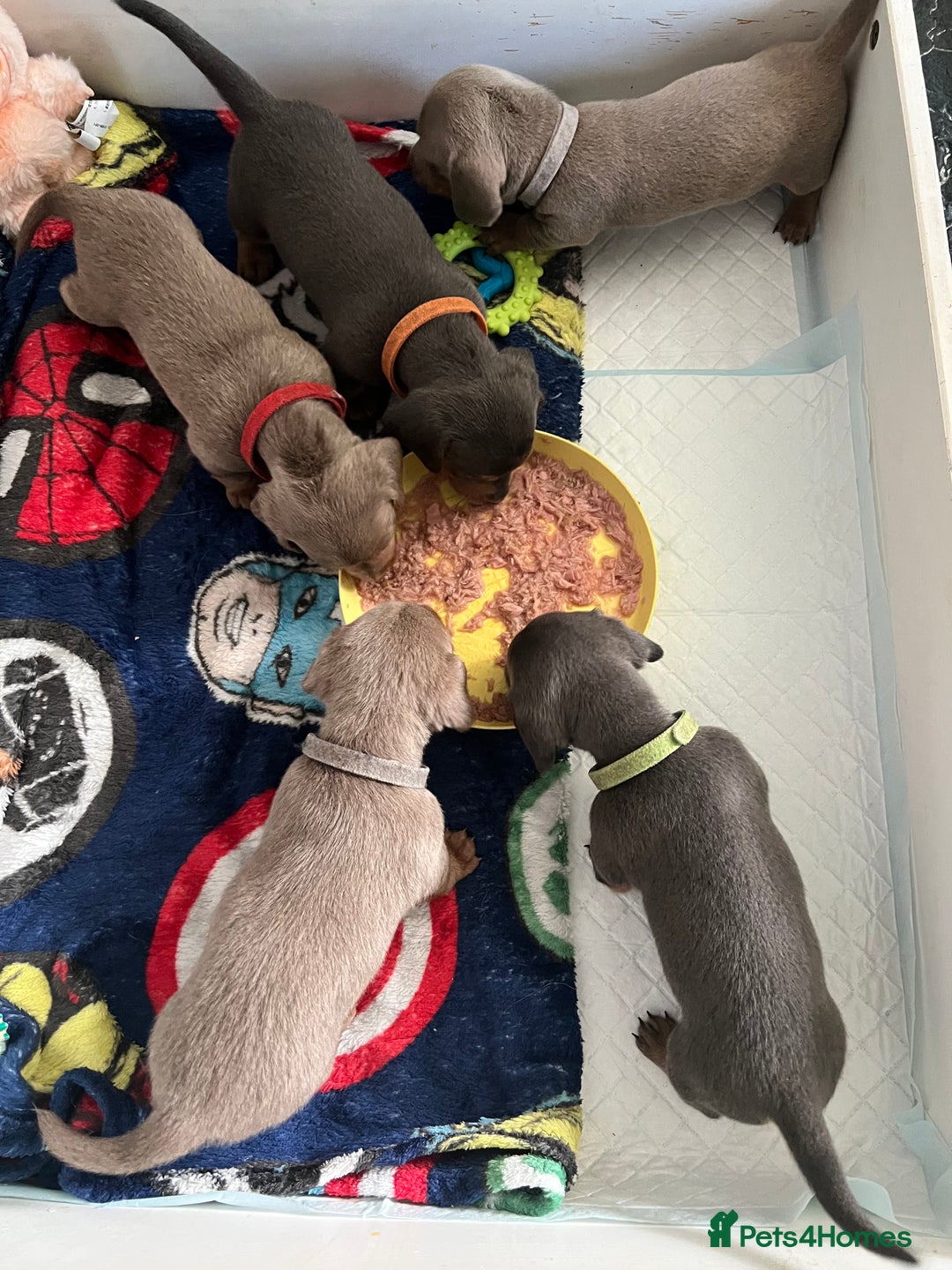 Dachshund dogs for sale: Beautiful mini dachshund babies  - Image 3