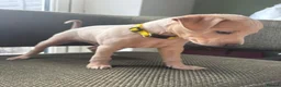 Italian Greyhound dogs for sale: Italian Greyhound & one quarter Whippet puppies  - Advert 10