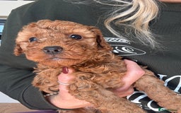 Cockapoo dogs for sale: Stunning Superb DNA Clear F1B Toy Cockapoo Pups - Image 19