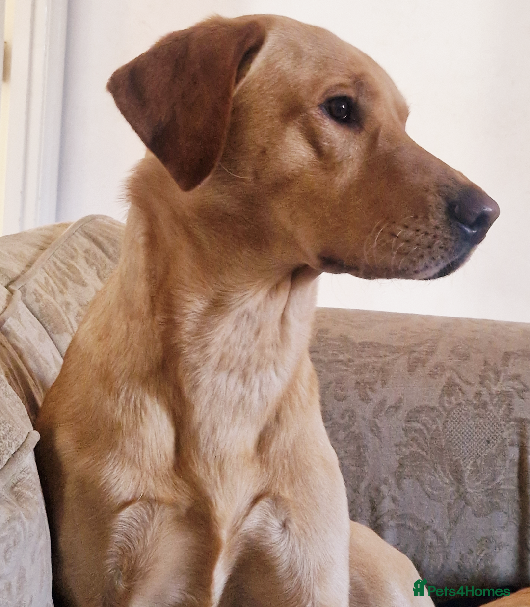 Labrador Retriever dogs for stud: Unproven Labrador Stud NO FEE. KC reg/BVA screened in Brecon - Advert 10